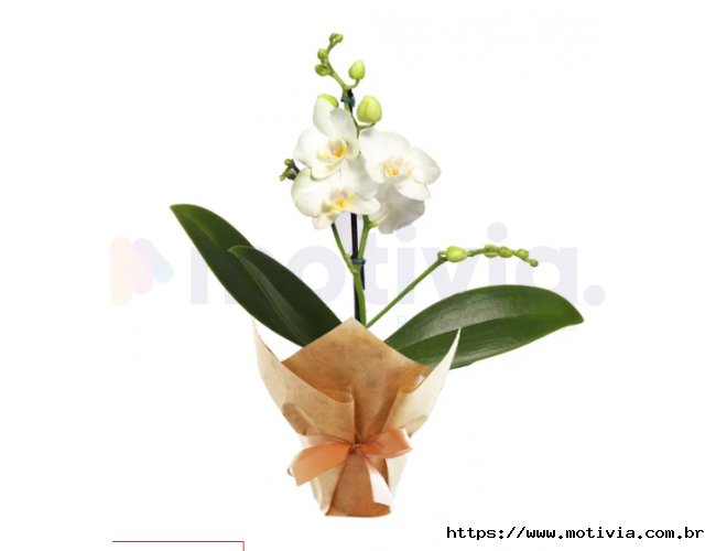 ORQUDEA